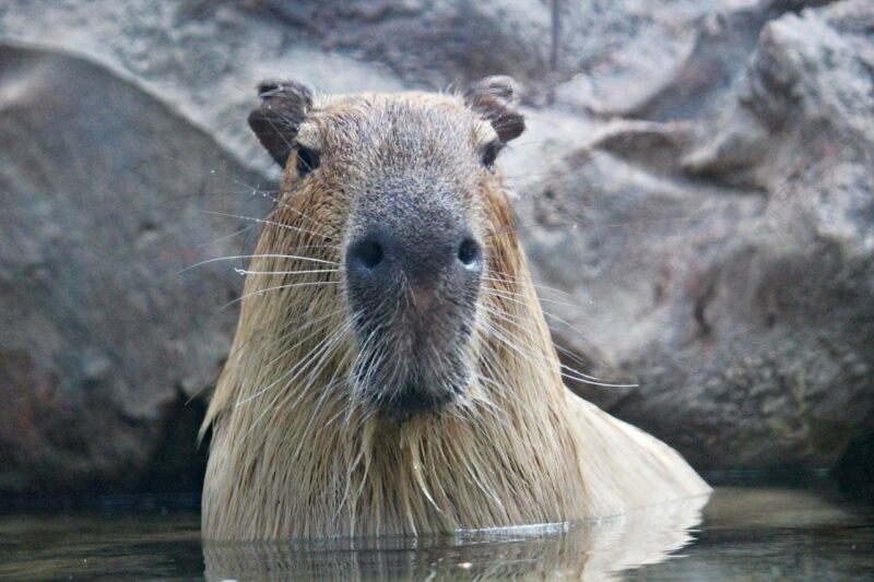 The Surprisingly Gentle Nature of Capybaras: Why These Giant Rodents Are So Friendly The Surprisingly Gentle Nature of Capybaras: Why These Giant Rodents Are So Friendly