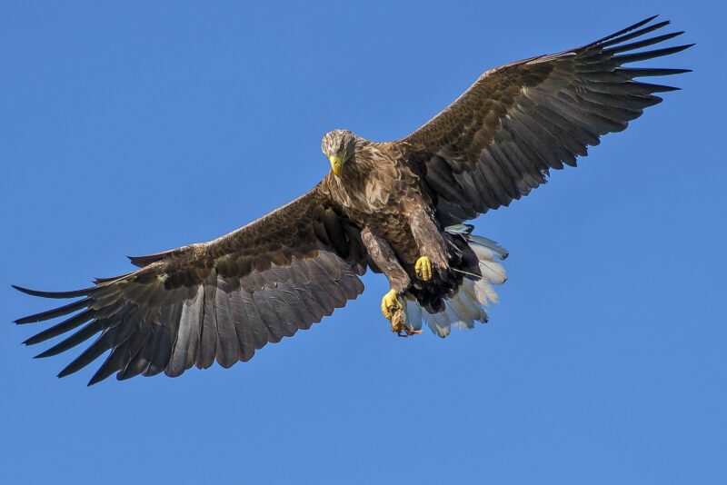 Eagles as Symbols of Power: Exploring the Cultural and Historical Significance of Eagles Eagles as Symbols of Power: Exploring the Cultural and Historical Significance of Eagles