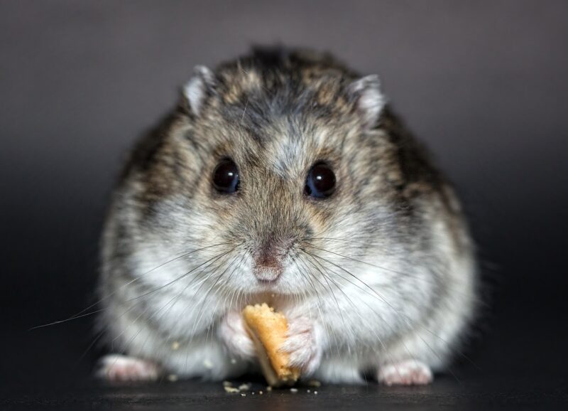 Everything You Didn’t Know About Hamster Behavior: How to Interpret Your Pet’s Quirks Everything You Didn’t Know About Hamster Behavior: How to Interpret Your Pet’s Quirks