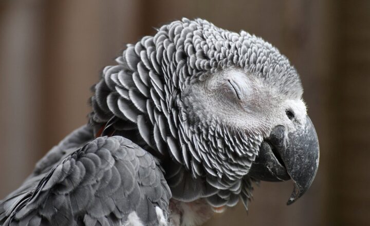 The Art of Parrot Communication: How to Understand and Talk to Your Parrot Like a Pro