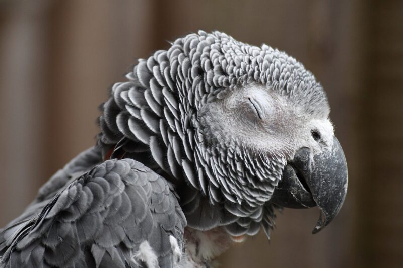 The Art of Parrot Communication: How to Understand and Talk to Your Parrot Like a Pro The Art of Parrot Communication: How to Understand and Talk to Your Parrot Like a Pro