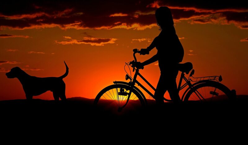 How Dogs Help Us Live Happier Lives: The Science Behind the Human-Dog Bond How Dogs Help Us Live Happier Lives: The Science Behind the Human-Dog Bond