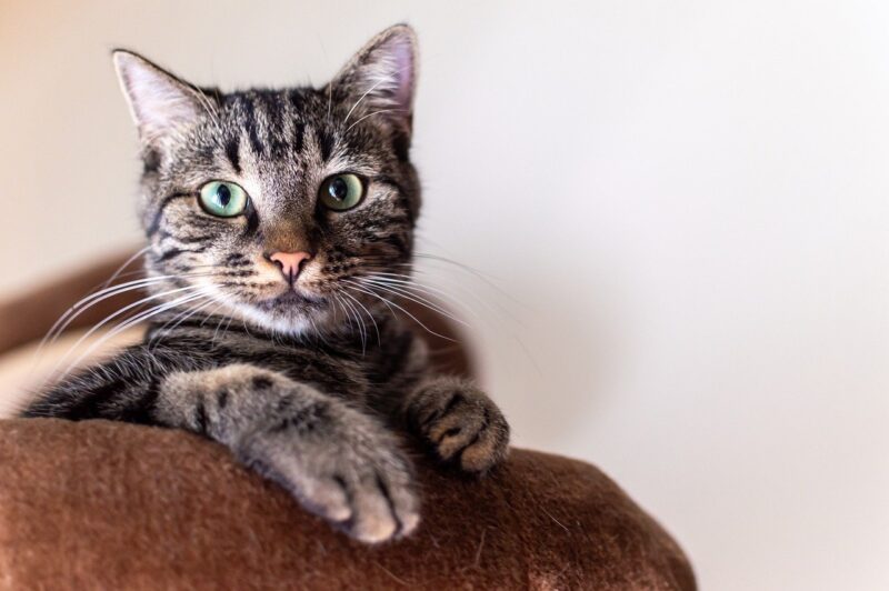 Are Cats Really Aloof? Debunking Common Myths About Our Mysterious Feline Friends Are Cats Really Aloof? Debunking Common Myths About Our Mysterious Feline Friends