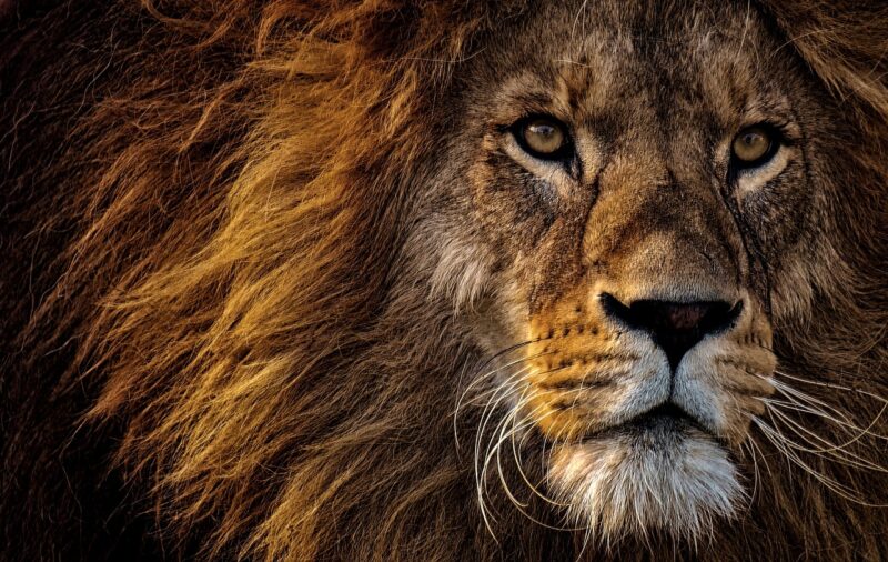 The Majestic World of Lions: Exploring the Social Dynamics of the King of the Jungle The Majestic World of Lions: Exploring the Social Dynamics of the King of the Jungle