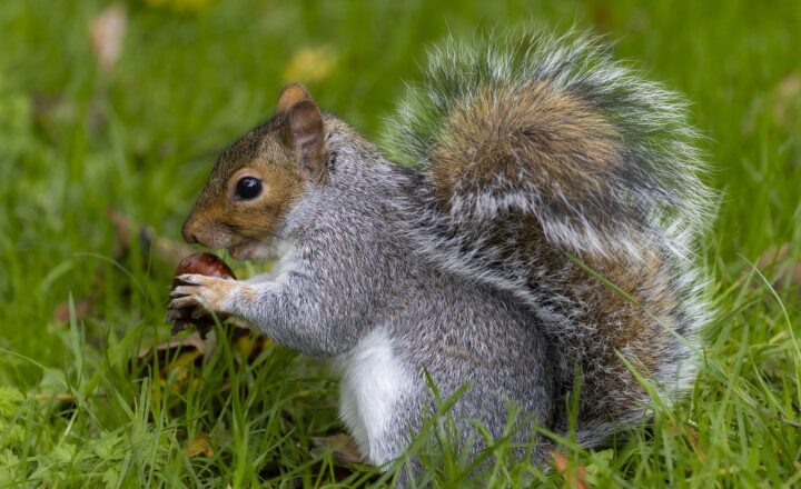 Why Squirrels Are Smarter Than We Think: Discovering the Hidden Intelligence of Urban Wildlife