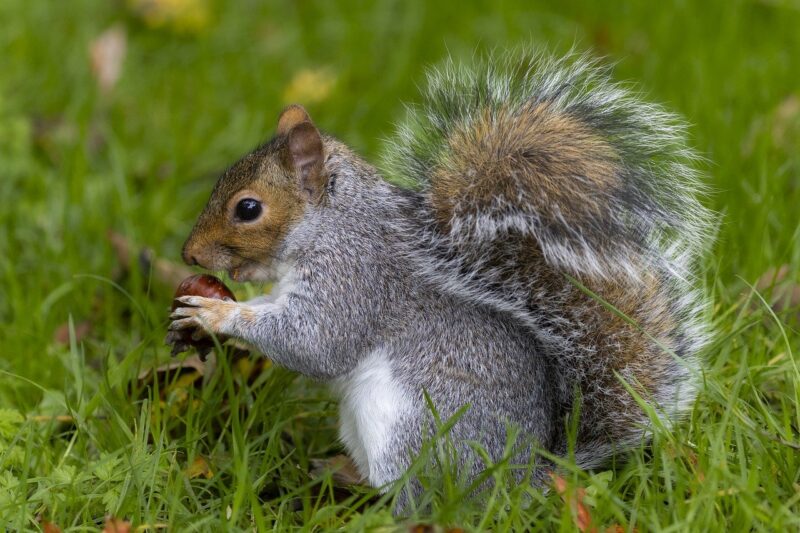 Why Squirrels Are Smarter Than We Think: Discovering the Hidden Intelligence of Urban Wildlife Why Squirrels Are Smarter Than We Think: Discovering the Hidden Intelligence of Urban Wildlife