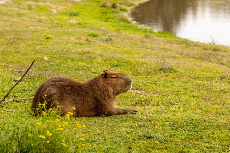 Meet the Capybara: Why This Giant, Friendly Rodent Is Becoming a Popular and Unusual Pet Meet the Capybara: Why This Giant, Friendly Rodent Is Becoming a Popular and Unusual Pet