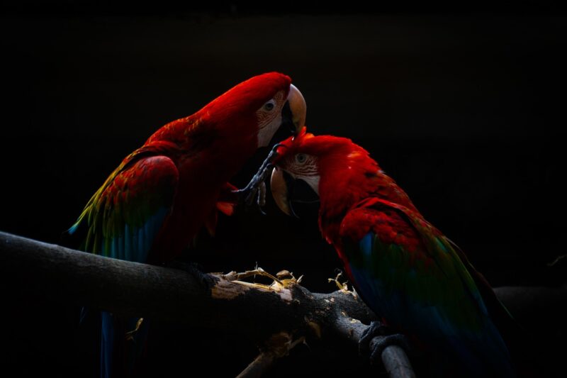 How to Keep Parrots Happy and Engaged: The Ultimate Guide to Enriching Your Feathered Friend's Life How to Keep Parrots Happy and Engaged: The Ultimate Guide to Enriching Your Feathered Friend's Life