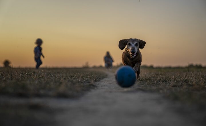 The Secrets Behind Dogs’ Loyalty: Exploring the Science of Canine Companionship and Bonding