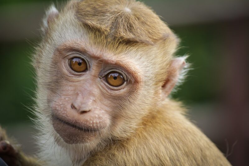 How Monkeys Use Their Sense of Smell, Sight, and Hearing to Navigate the Wild How Monkeys Use Their Sense of Smell, Sight, and Hearing to Navigate the Wild