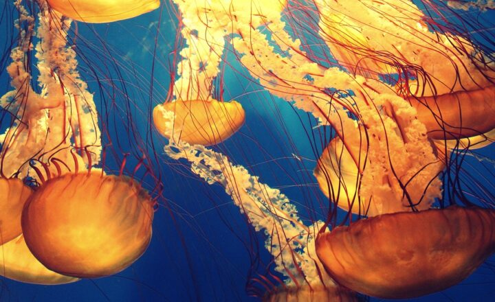 Ancient Sea Creatures That Ruled the Oceans Before the Dinosaurs
