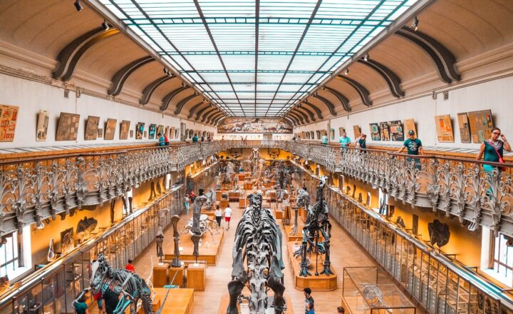 How Herbivorous Dinosaurs Shaped Prehistoric Landscapes with Their Eating Habits