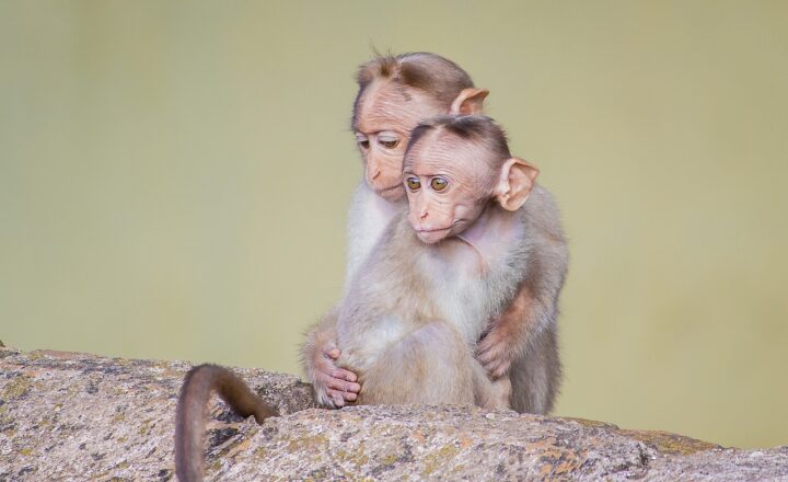 How Monkeys Use Body Language to Communicate: Expressions, Gestures, and More