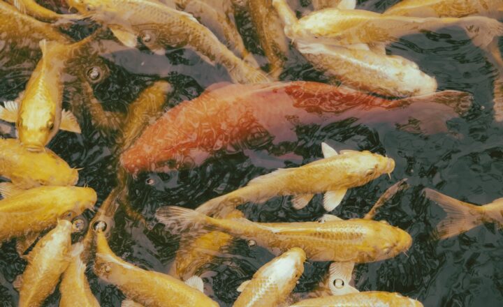 The First Vertebrates: How Early Fish Changed Life in Earth’s Waters