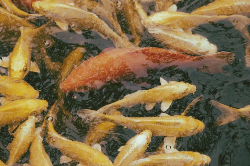 The First Vertebrates: How Early Fish Changed Life in Earth’s Waters