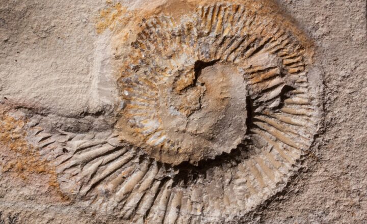 How Fossils Form: The Process that Preserves Dinosaurs and Other Ancient Creatures