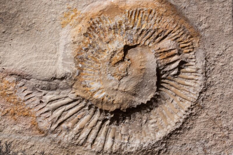 How Fossils Form: The Process that Preserves Dinosaurs and Other Ancient Creatures