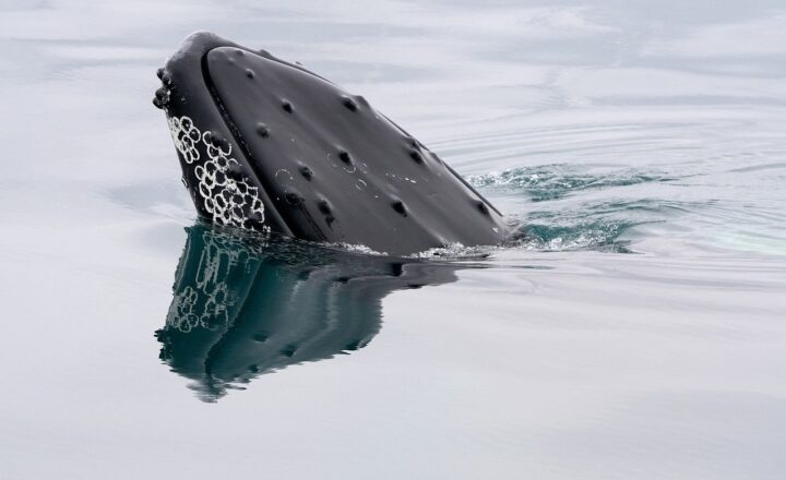 Ancient Ocean Giants: Meet the First Whales and Other Marine Mammals