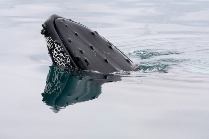 Ancient Ocean Giants: Meet the First Whales and Other Marine Mammals