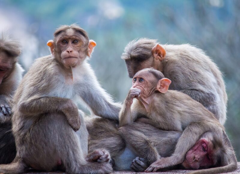 The Evolution of Monkeys and Apes: How Primates Differ and Why It Matters
