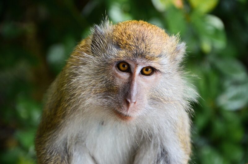 How Monkeys Navigate the Forest Canopy: The Anatomy and Adaptations of Tree-Dwellers