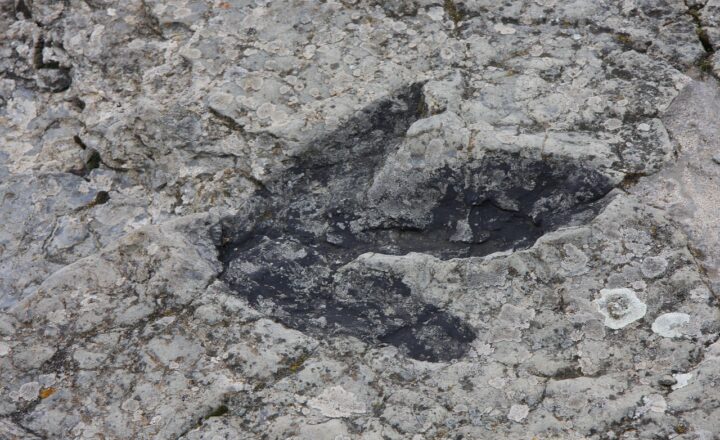 Exploring the Dinosaur Fossil Record: What Paleontology Reveals About Ancient Life