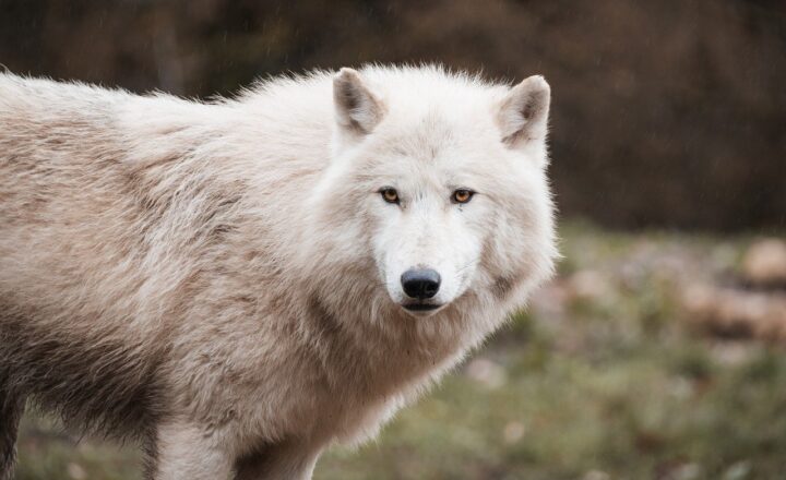 Ice Age Predators: How Saber-Toothed Cats and Dire Wolves Hunted in Frozen Landscapes