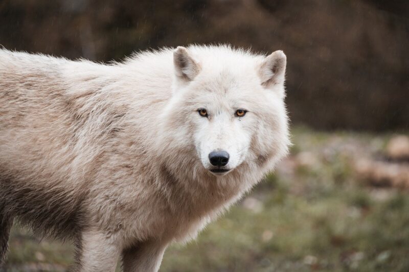 Ice Age Predators: How Saber-Toothed Cats and Dire Wolves Hunted in Frozen Landscapes