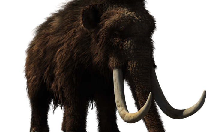 The End of the Ice Age Giants: Why Mammoths and Other Megafauna Went Extinct