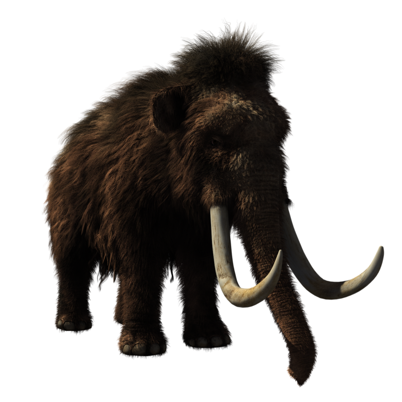 The End of the Ice Age Giants: Why Mammoths and Other Megafauna Went Extinct The End of the Ice Age Giants: Why Mammoths and Other Megafauna Went Extinct