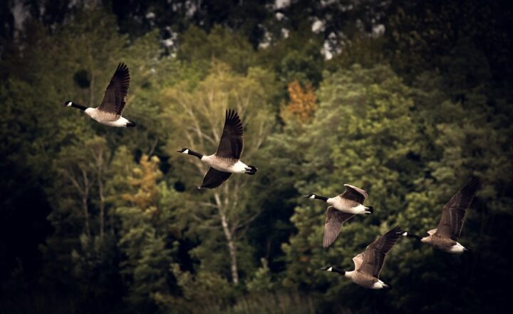 How Homo sapiens Spread Across the Globe: The Great Human Migration