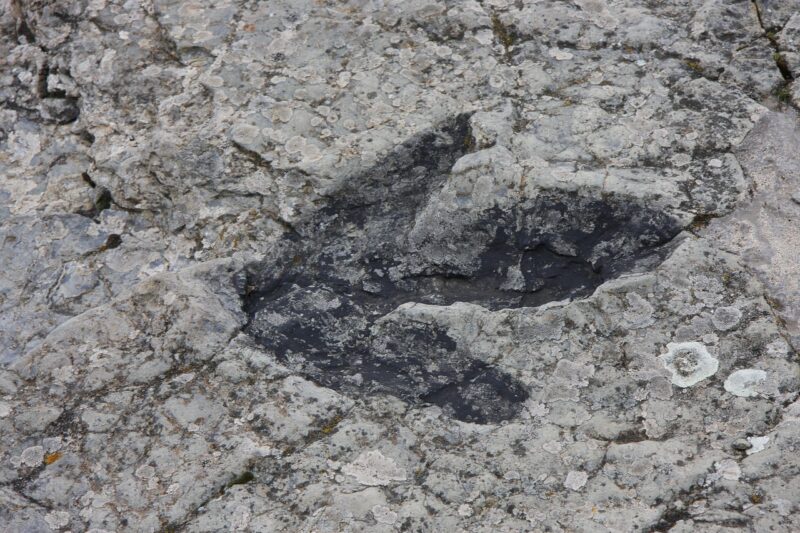 The Biggest Dinosaurs Ever Discovered: Uncovering the Giants of the Prehistoric World The Biggest Dinosaurs Ever Discovered: Uncovering the Giants of the Prehistoric World