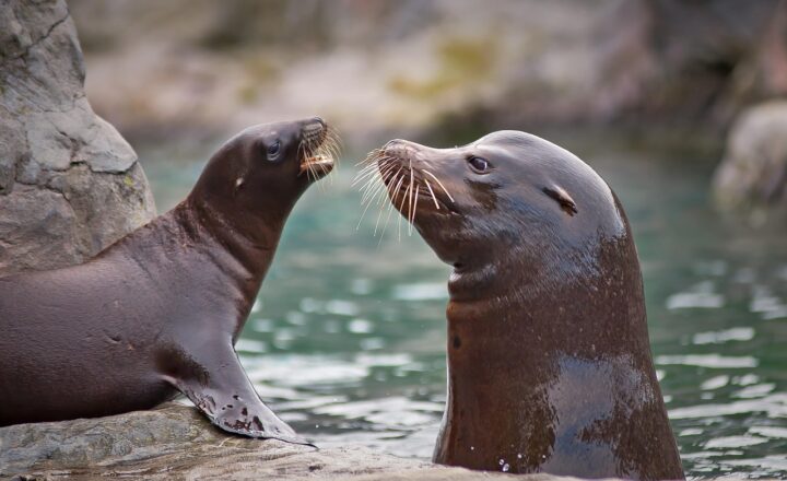 Unusual Ancient Sea Creatures You’ve Never Heard Of and Their Strange Adaptations