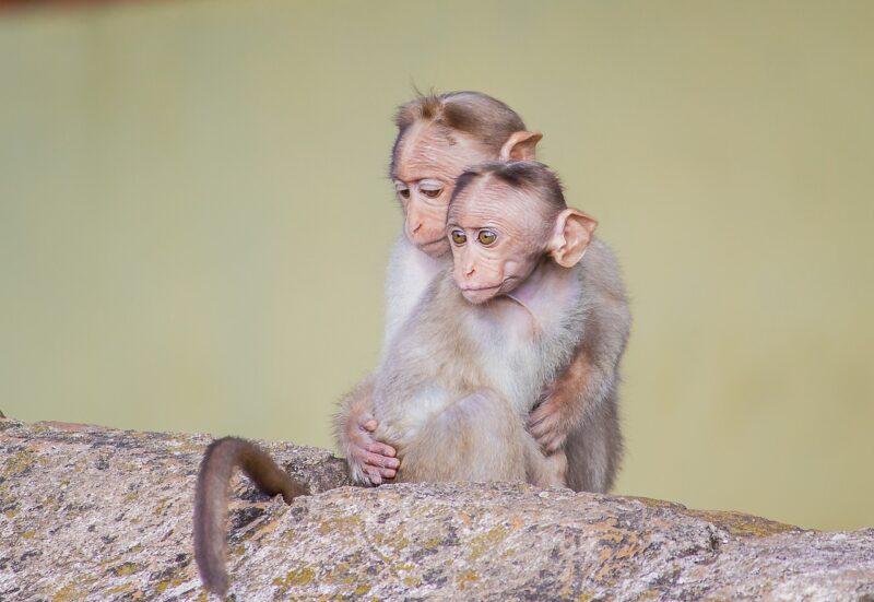 How Early Monkeys Paved the Way for the Evolution of Great Apes and Humans How Early Monkeys Paved the Way for the Evolution of Great Apes and Humans