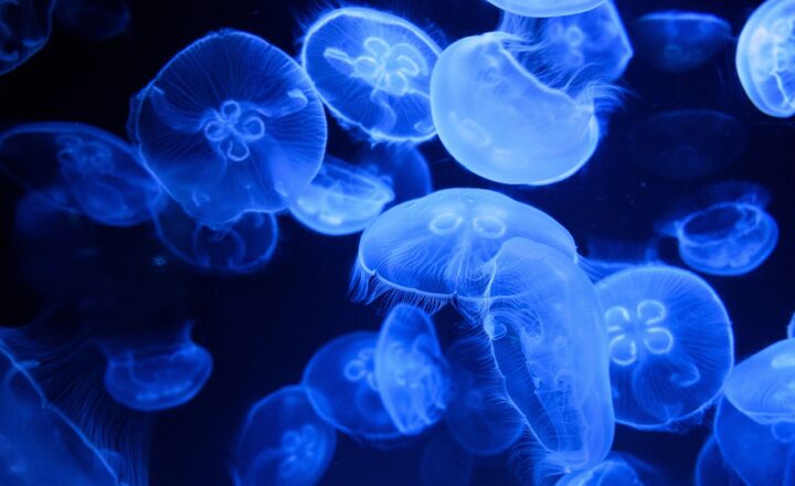 The Extinct Sea Creatures of the Paleozoic Era: Meet Earth's Earliest Ocean Dwellers