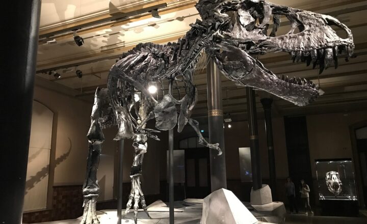 Fossil Mysteries: What Dinosaur Skeletons Tell Us About Ancient Ecosystems