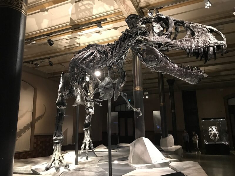 Fossil Mysteries: What Dinosaur Skeletons Tell Us About Ancient Ecosystems Fossil Mysteries: What Dinosaur Skeletons Tell Us About Ancient Ecosystems