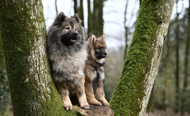 The Rise of Mammals: How Ancient Animals Adapted After the Dinosaurs' Extinction