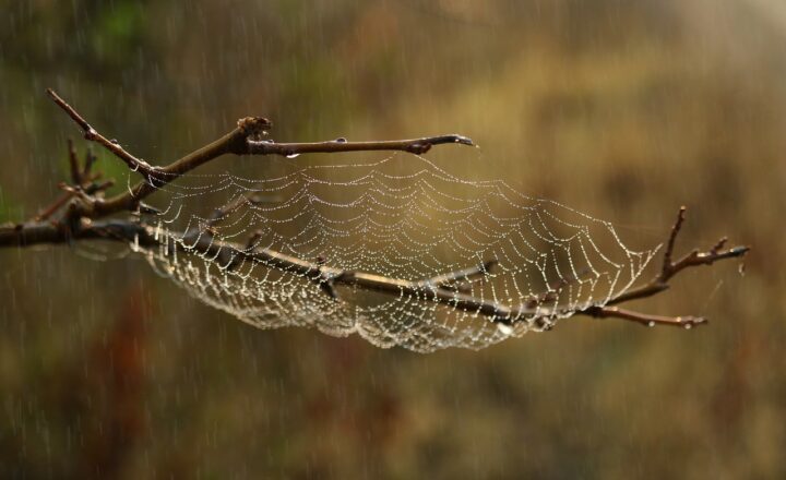The Fascinating World of Dinosaurs: Exploring Their Diverse Species and Habitats