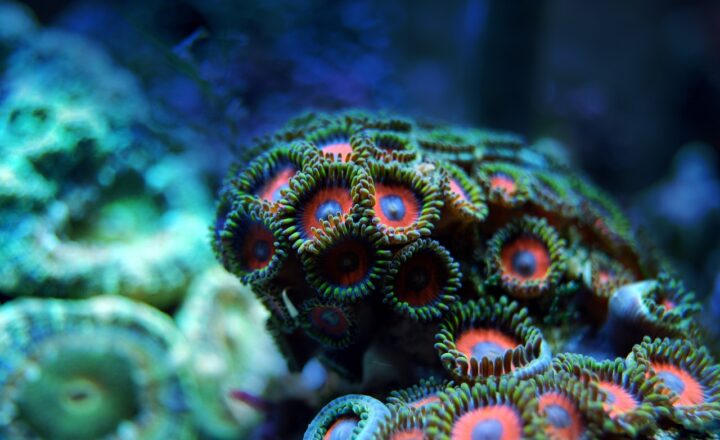 Sand’s Role in Coral Reef Health: Why This Small Grain Is Vital to Ocean Ecosystems