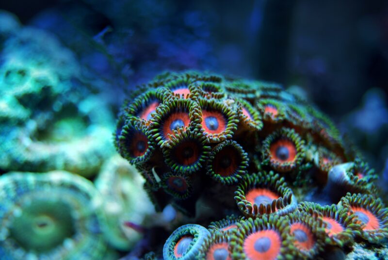 Sand’s Role in Coral Reef Health: Why This Small Grain Is Vital to Ocean Ecosystems Sand’s Role in Coral Reef Health: Why This Small Grain Is Vital to Ocean Ecosystems
