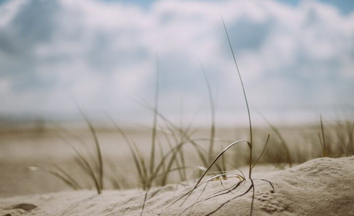 The Importance of Sand in Coastal Ecosystems and Marine Life Preservation