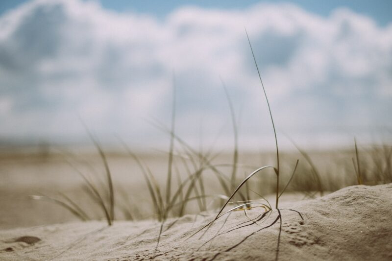 The Importance of Sand in Coastal Ecosystems and Marine Life Preservation The Importance of Sand in Coastal Ecosystems and Marine Life Preservation