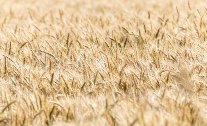 The Fascinating Science of Sand Grains: How Their Shape and Color Tell a Story
