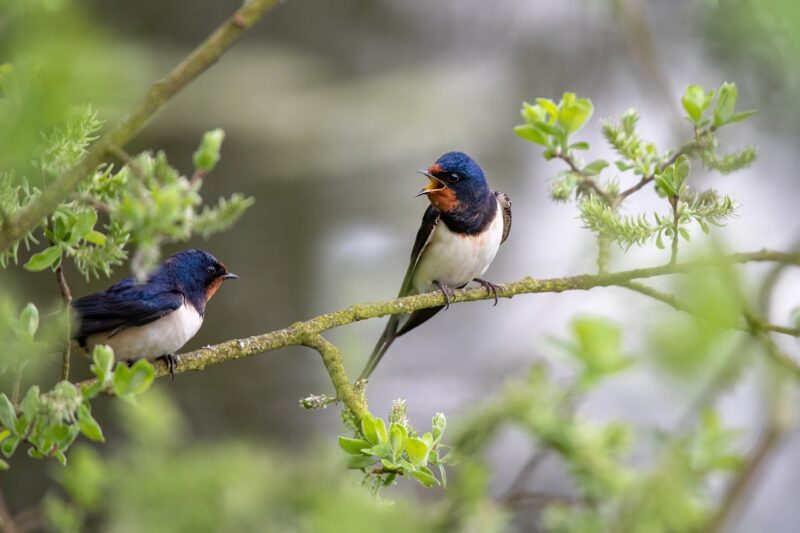 The Vital Role of Rivers in Supporting Migratory Birds and Wildlife The Vital Role of Rivers in Supporting Migratory Birds and Wildlife