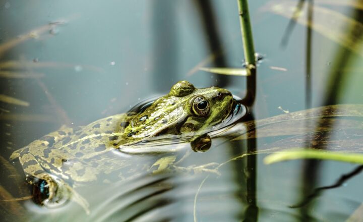 The Role of Coastal Wetlands in Protecting Against Flooding and Storm Surges