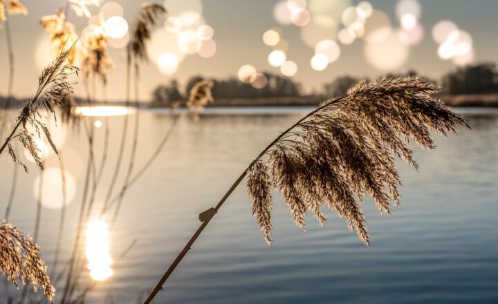 The Impact of Mining and Pollution on River Health and Biodiversity