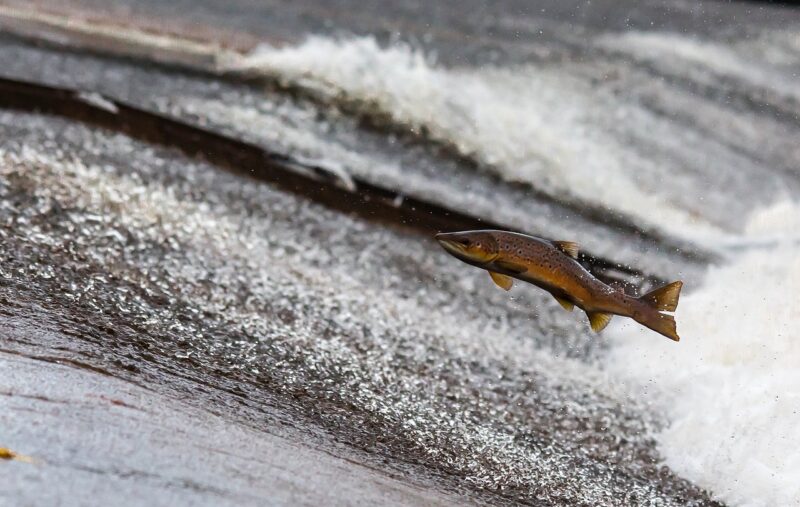 The Remarkable Journey of Salmon and Other Migratory Fish in River Ecosystems The Remarkable Journey of Salmon and Other Migratory Fish in River Ecosystems