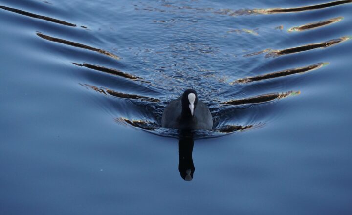 Exploring Freshwater Springs and the Vital Role They Play in Our Ecosystem