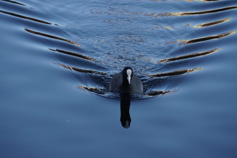 Exploring Freshwater Springs and the Vital Role They Play in Our Ecosystem